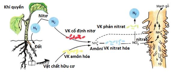 Lý thuyết Dinh dưỡng nitơ ở thực vật (Tiếp theo)