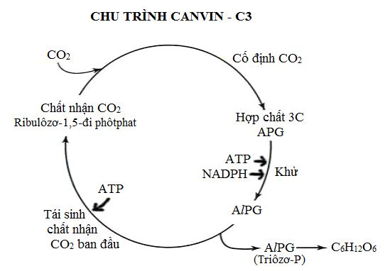 Lý thuyết Quang hợp ở các nhóm thực vật C3, C4 và CAM ảnh 2
