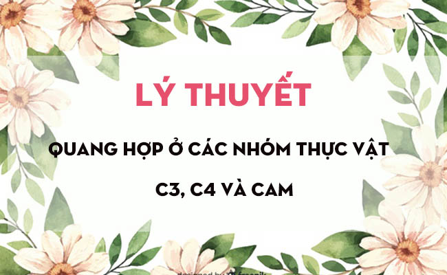 Giá tốt nhất phù hợp cho Citroen C4 C3 C3XR C6 Versailles C5X Tianyi C5  tựa đầu ghế hỗ trợ thắt lưng  Giá Tiki khuyến mãi 341600đ  Mua ngay 