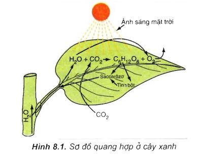 Lý thuyết Quang hợp ở thực vật | Lý thuyết Sinh 11 bài 8