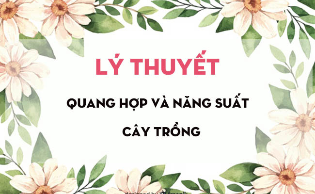 Lý thuyết Quang hợp và năng suất cây trồng | Soạn Sinh 11