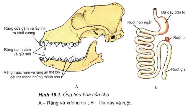 Lý thuyết Tiêu hóa ở động vật (tiếp theo) | Lý thuyết Sinh 11 bài 16