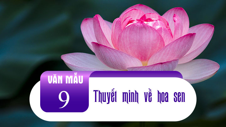 Thuyết Minh Về Hoa Sen Lớp 9 Ngắn Gọn Quốc Hoa Của Dan Tộc Việt Nam