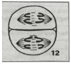 Hình sau minh họa cho kì nào trong các lần phân bào của giảm phân C. Kì sau II hình ảnh