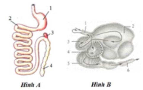 Hình A và hình B mô tả ống tiêu hóa của hai loài thú, trong đó một loài là thú hình ảnh