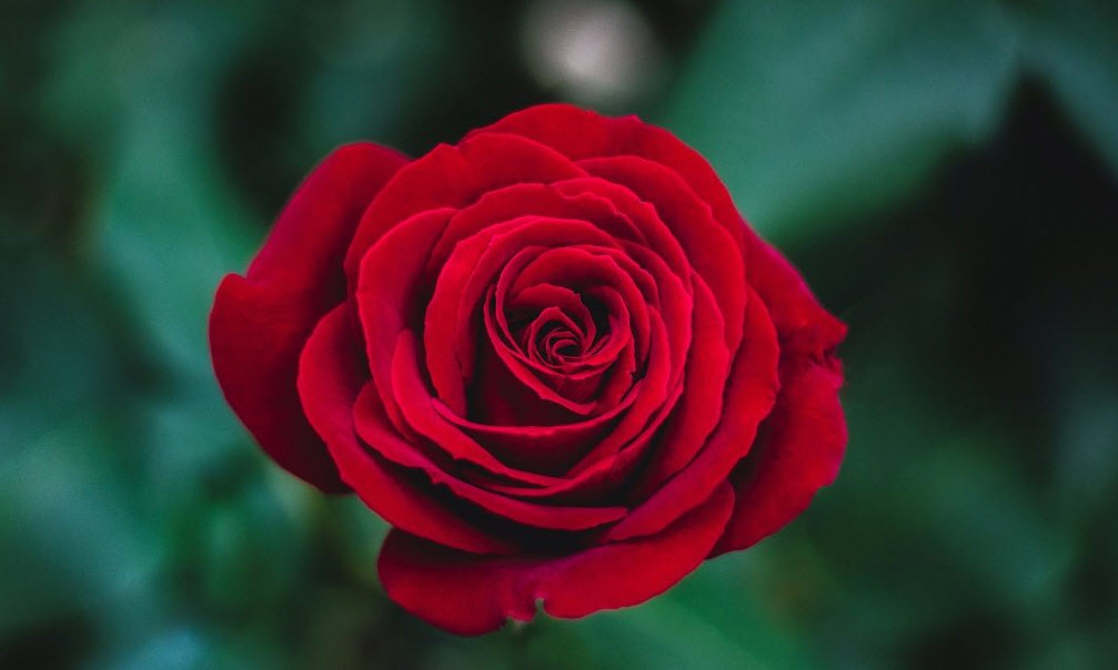 Thuyết minh về cây hoa hồng: hoa hồng đỏ