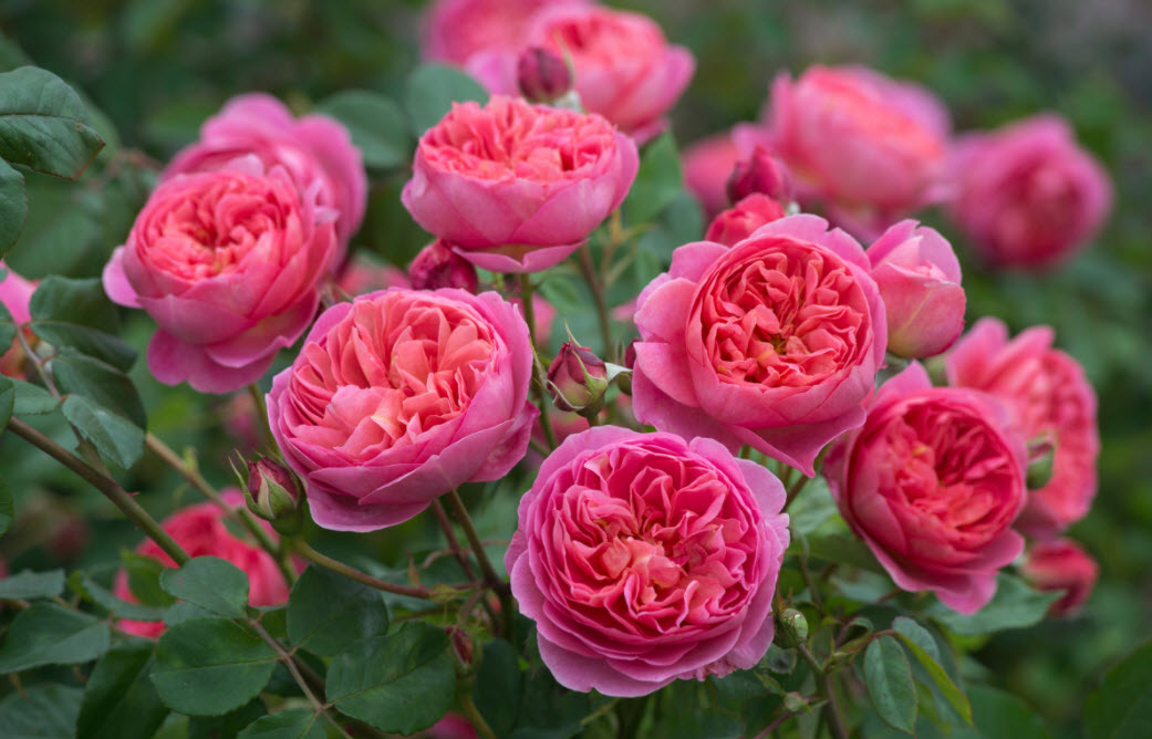 Thuyết minh về cây hoa hồng (về loài hoa em thích)