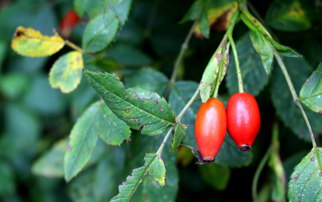 Thuyết minh về cây hoa hồng: quả