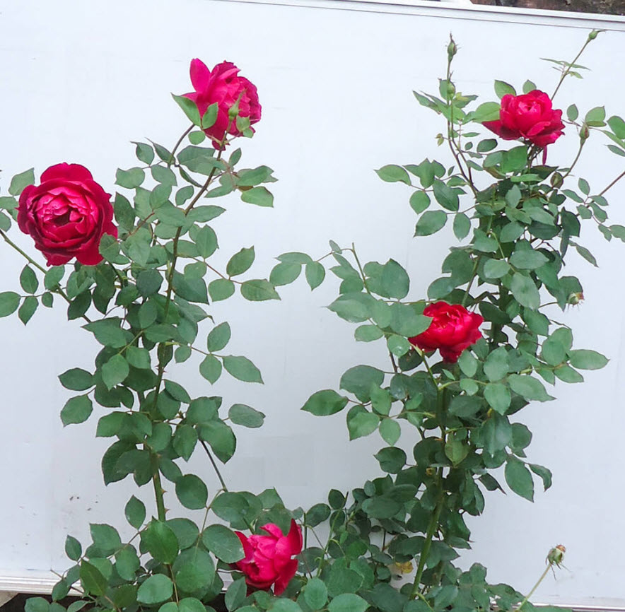 hướng dẫn thuyết minh về cây hoa hồng