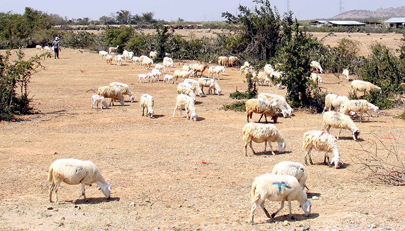 Ninh Thuận và Bình Thuận còn phải đối diện với nguy cơ hoang mạc hoá mở rộng