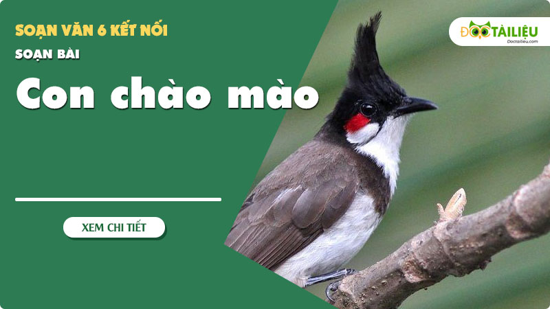 Chim chào mào bạch... - NTC Farm - Trại Chim Màu Việt Nam | Facebook