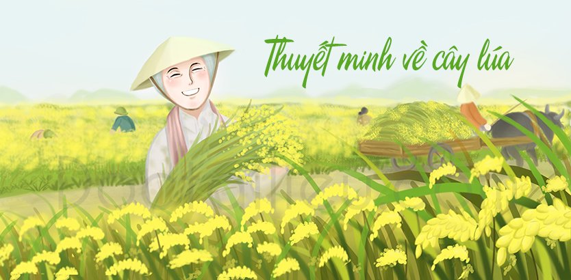 Thuyết Minh Về Cây Lúa Nước Lớp 9 Hay Nhất | Văn Mẫu 9