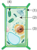 Quan sát cấu tạo tế bào thực vật trong hình bên và trả lời các câu hỏi sau: Thành phần nào có chức năng điều khiển hoạt động của tế bào?