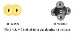 Giải KHTN lớp 7 Cánh Diều Bài 4 hình 4.3