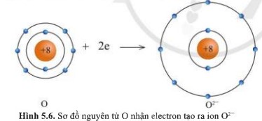 Giải KHTN lớp 7 Cánh Diều Bài 5 hình 5.6