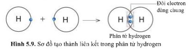 Giải KHTN lớp 7 Cánh Diều Bài 5 hình 5.9