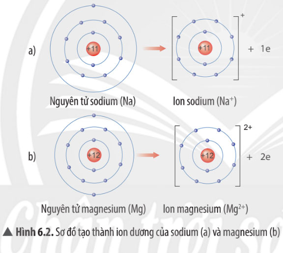 Hình 6.2 Câu 2 trang 38 SGK Khoa học tự nhiên 7 CTST