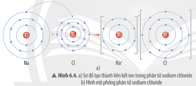 Hình 6.4 a câu 4 trang 39 SGK Khoa học tự nhiên 7 CTST