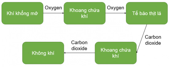 Sơ đồ mô tả đường đi của khí qua khí khổng ở lá cây trong quá trình hô hấp