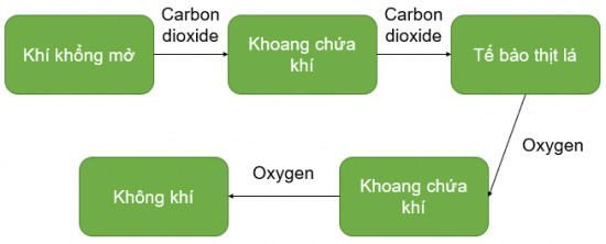 Sơ đồ mô tả đường đi của khí qua khí khổng ở lá cây trong quá trình quang hợp