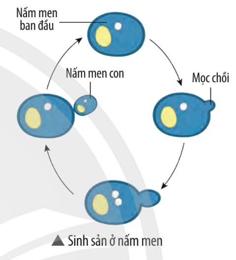 Câu 1 trang 174 SGK Khoa học tự nhiên 7 CTST