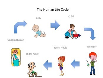 Sơ đồ quá trình sinh trưởng và phát triển của người