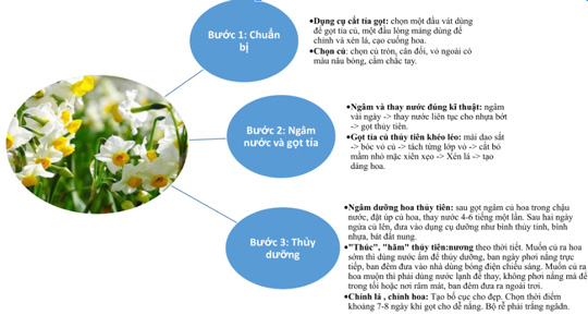 Vẽ sơ đồ tóm tắt các bước gọt tỉa củ hoa thủy tiên