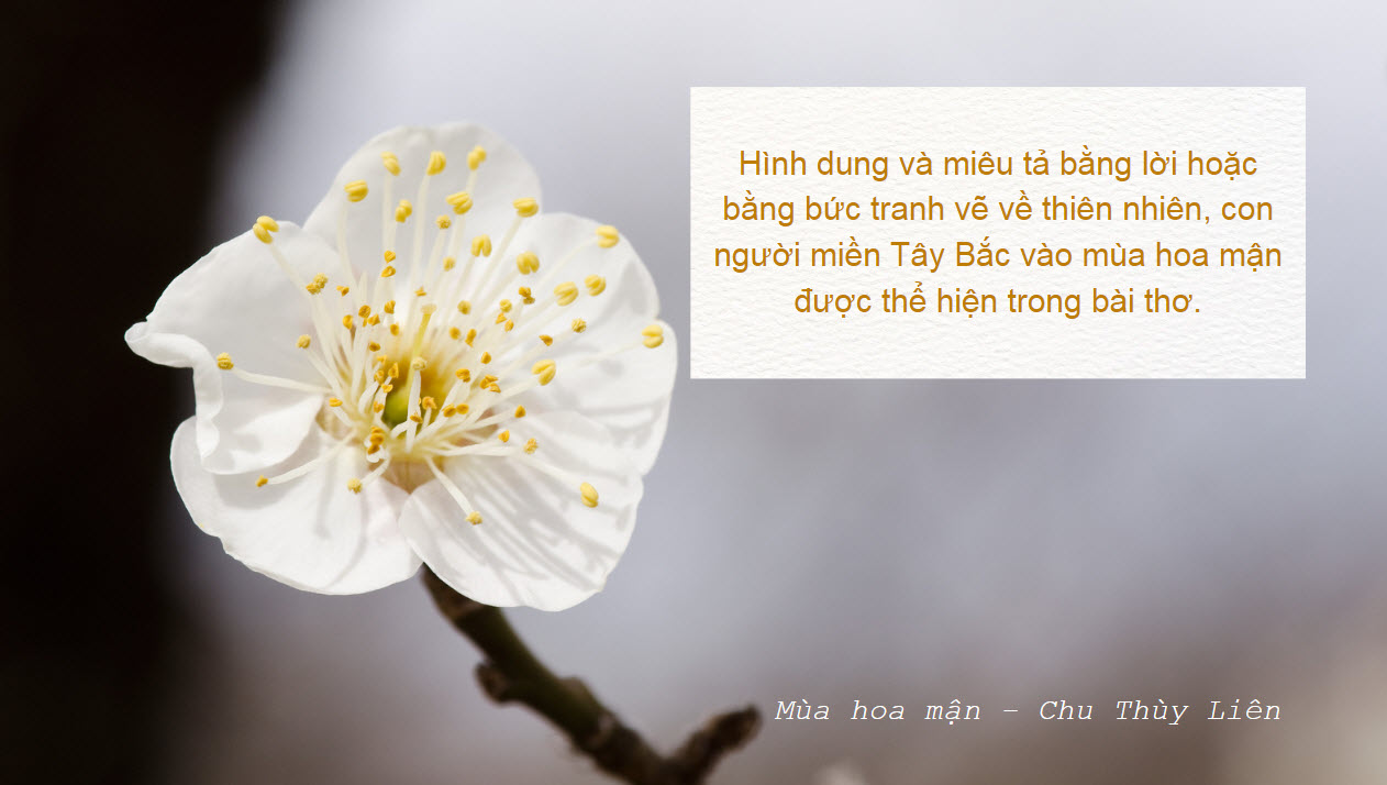 Hình dung và miêu tả bằng lời con người miền Tây Bắc vào mùa hoa mận Hình Dung Và Miêu Tả Bằng Lời Con Người Miền Tây Bắc Vào Mùa Hoa Mận