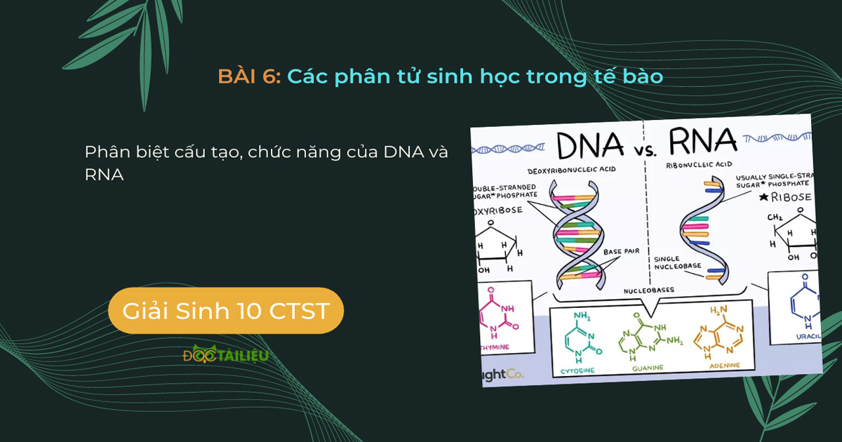 Phân biệt cấu tạo, chức năng của DNA và RNA