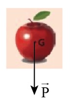 Biểu diễn trọng lực tác dụng lên quả táo (G là trọng tâm) hình 1