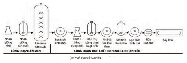 Quy trình sản xuất kháng sinh Penicillin