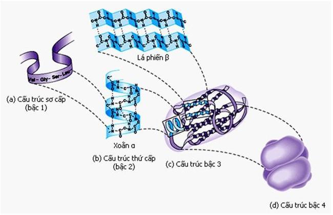 Khi thực hiện chức năng, protein có cấu trúc bậc 3 và bậc 4