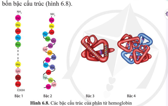 Phân tử hemoglobin có cấu trúc 4 bậc