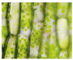 Tế bào lá rong đuôi chồn có hình đa giác