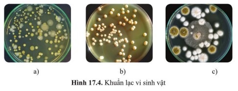Em hãy cho biết khuẩn lạc vi khuẩn, nấm mốc và nấm men tương ứng