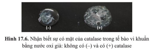 Em hãy giải thích kết quả thí nghiệm ở hình 17.6.