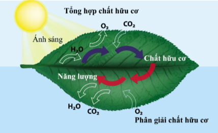 Sơ đồ thể hiện mối quan hệ giữa quang hợp và hô hấp tế bào ở thực vật