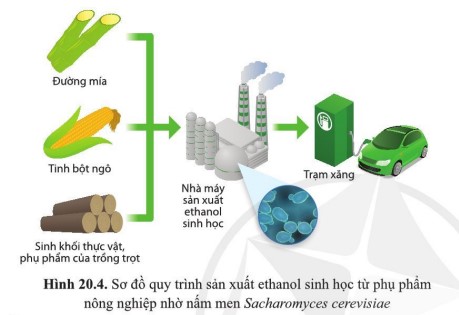 Nguyên liệu và sản phẩm của ngành công nghiệp sản xuất ethanol sinh học