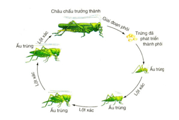 Vòng đời của châu chấu