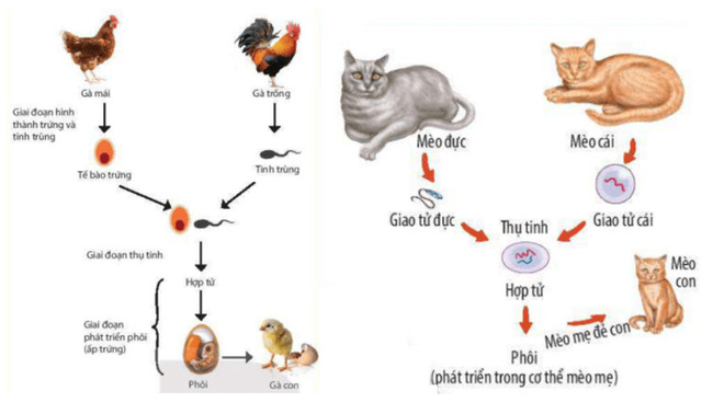 Sơ đồ quá trình sinh sản hữu tính thể hiện được bốn giai đoạn ở loài gà và mèo
