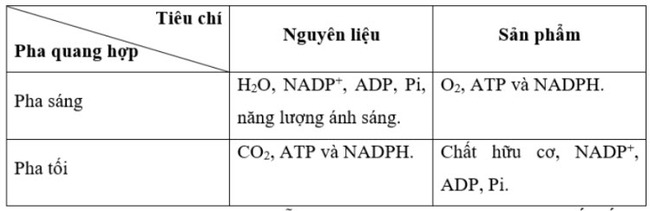 Nguyên liệu và sản phẩm của mỗi pha là gì