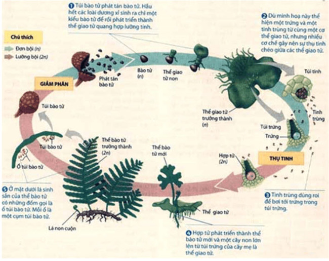 sơ đồ đồ vòng đời của dương xỉ thể hiện rõ sự xen kẽ giữa sinh sản vô tính và hữu tính