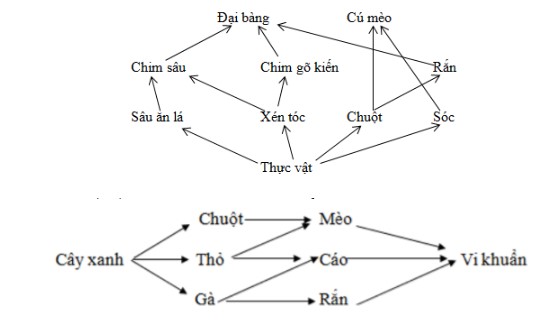 Bài 44: Hệ sinh thái ví dụ về lưới thức ăn