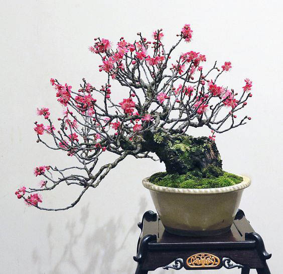 Bật mí thú chơi hoa ngày Tết tao nhã của 2 miền Nam Bắc