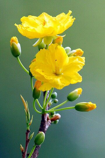 Bật mí thú chơi hoa ngày Tết tao nhã của 2 miền Nam Bắc