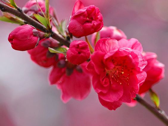 Bật mí thú chơi hoa ngày Tết tao nhã của 2 miền Nam Bắc