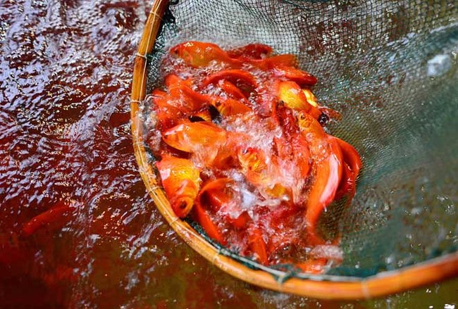 Sự khác nhau giữa Tết Nguyên đán Việt và Trung