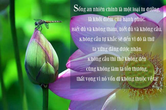 Sống an nhiên chính là một loại tu dưỡng