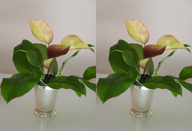 Cách cắm hoa cẩm chướng ngày tết đẹp ngất ngây ảnh 1