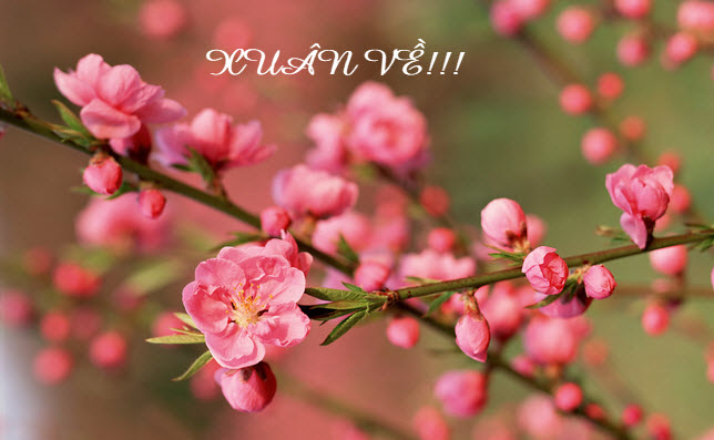 Tuyển chọn STT chào mùa xuân hay và ý nghĩa nhất tuyển chọn